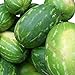 foto Rießen Wassermelone 15 Korn (Rar) >>>Fruchtgewicht von 12 bis 16 kg<<< 2022-2021