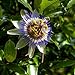 foto I semi di fiore della passione blu - Passiflora caerulea 2024-2023
