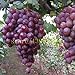 foto Pinkdose 50 pezzi semi d'uva cinesi semi d'uva di frutta a basso costo molto dolce facile crescere i semi della frutta per la semina giardino di casa 2024-2023