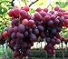 foto Pinkdose 30seds / bag seme fertilizzante frutto di semi d'uva frutta balcone in vaso 5: 1 2024-2023