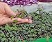 foto Microgreens - Cavolo rosso - foglie giovani dal gusto eccezionale - semi 2024-2023