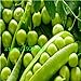 foto Pinkdose semina il trasporto libero pisello dolce, semi di pisello, semi vegetali resistenti - 10 particelle Seed: Bianco 2024-2023