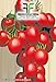foto 520 C.ca Semi Pomodoro A Grappoli D'Inverno Sel - Galatino - Solanum Lycopersicum In Confezione Originale Prodotto in Italia - Pomodori 2024-2023