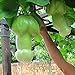 foto Ncient 30 Semi Sementi di Zucca Vegetale Organico Melone Raro Semi di Verdura Ortaggio per Orto Giardino Balcone Interni ed Esterni 2024-2023