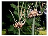 foto: acquista Portal Cool 70 semi egiziano cipolla Allium Cepa viviparum