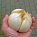foto 100pcs / bag acquatici multi-petali semi di aglio gigante verdura biologica Cucina bonsai condimento alimentare o pianta in vaso per la casa giardino 2 2024-2023