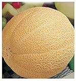 foto: acquista 90 C.ca Semi Melone Galia - Cucumis Melo In Confezione Originale Prodotto in Italia - Meloni on-line, miglior prezzo EUR 7,40 nuovo 2024-2023 bestseller, recensione