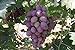 foto Pinkdose Semi d'uva, Arcobaleno anziani Cortile piante, semi delizioso frutto, 100 particelle/bag: 3 2024-2023