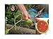 foto 15x Mini Melonen Rot Sugar Baby Samen Obst Pflanze Rarität essbar #135 2022-2021