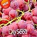 foto SEMI PLAT firm-Nuovo arrivo! 100 pc/pacchetto rosso dolce semi d'uva avanzata Frutta Seme naturale crescita uva Delicious giardinaggio piante da frutto, 66HFVK 2024-2023
