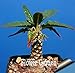 foto Pinkdose Grande promozione Celestial Being Bonsai - Cactus - Anti-Radiazioni pianta in Vaso Giardino di Famiglia 100 pc/Pacchetto, 3YC7UH 2024-2023