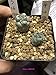foto Pinkdose Reale 20pcs Cactus Ortegocactus impianto macdougalii Succulente Bonsai Piante Giardino Domestico di DIY Trasporto Libero 2024-2023