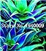 foto Pinkdose Vendita Calda!Â 100 Pz Colore Raro Pianta Aloe Bonsai Pianta Cactus Succulenta Piante Erbe Piante in Vaso Mini Giardino e Balcone Piante: 8 2024-2023