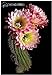 foto Pinkdose Benessere Piante Celestial - Cactus - pianta in Vaso Piante Anti-Radiazioni Famiglia 100 pc/Pacchetto: Violet 2024-2023