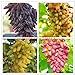 foto Shoopy Star 9: 50 pezzi/sacchetto Raro semi d'uva a dita Frutta avanzata Crescita naturale uva Deliziosa 2024-2023