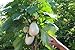 foto Portal Cool 50 Semi Solanum torvum (Albero di melanzane \ pomodoro) 2024-2023