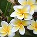 foto WuWxiuzhzhuo - 100 semi di Plumeria rubra/Frangipane, fiori per collana Lei hawaiana, piante da giardino 1 2024-2023
