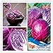 foto Pinkdose Originale Viola cavolo Sementi di verdure Brassica oleracea Piante Semi pacchetto-vero per il giardino domestico 2024-2023
