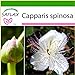 foto SAFLAX - Cappero - 25 semi - Con substrato - Capparis spinosa 2024-2023