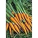 foto Semi Premier diretto ORG031 carota mignolo semi organici (confezione da 1500) 2024-2023
