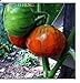 foto Pinkdose 50 Piante di melanzane Pomodoro raccoglierla Quando la Frutta Ã¨ trasformandosi da Verde a casa con Crema Orto Piante + Regalo di mistero: Borgogna 2024-2023