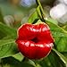 foto SemiRosa 10/20/30/50 PZ Semi di Fiori Labbra Rossa Profumata da Piantare Perenni Psychotria Elata Hot Lips Plant Pianta con Labbra da baciare da Balcone Pentola Sospesa 2024-2023