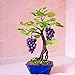 foto Pinkdose Grande vendita!Â Bonsai di vite d'uva in miniatura, 50 pz/pacco, pianta d'appartamento, frutta bonsai, piante grasse bonsai di frutta biologica: 5 2024-2023