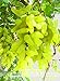 foto Pinkdose Nuovo arrivo! 100% vera d'oro dito verde dolce uva biologica bonsai, 50 pc/pacchetto, Hardy impianto squisita della frutta, BEB5BB 2024-2023