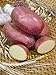 foto Pinkdose semi bonsai patata rossa di patate pelle 200 Empress Semi di ortaggi provenienti dalla Cina NO-OGM per la casa orto 2024-2023