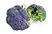 foto Broccoli Miranda semi - Brassica oleracea 2024-2023