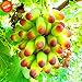 foto Pinkdose Promozione! 100 pc/lotto di bellezza Finger pianta uva Bonsai avanzata di frutta naturali Crescita Uva dolce Kyoho Garden, 9U0W8I 2024-2023