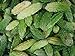 foto Asklepios-seeds - 25 Semi di Momordica charantia, Momordica charantia (ampalaya), zucca amara, melone amaro,karela, fu gwa e mara 2024-2023