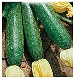 foto: acquista 40 C.ca Semi Zucchino Ambassador Hybrid - Cucurbita Pepo In Confezione Originale Prodotto in Italia - Zucchine on-line, miglior prezzo EUR 7,40 nuovo 2024-2023 bestseller, recensione