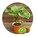 foto Kiwi semi della frutta, piante in vaso, MIN albero nutrizione è ricca, bella, bonsai, seme di verdure melone - 10 pc / lotto 2024-2023