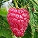 foto Lampone “Versailles” Rosso Rifiorente SENZA SPINE (Rubus idaeus) [Vaso 1,5 Litri] 2024-2023