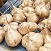 foto Pinkdose 6 pc/sacchetto di patate dolci Jicama/Yam Bean Giardino Frutta E Verdura Bonsai Pot di trasporto rapida crescita delle piante Cortile 2024-2023