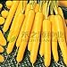 foto AGROBITS 100 semi/pack di semi di carota gialla semi di ravanello verdure 2024-2023