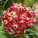 foto WuWxiuzhzhuo 300PCS colore misto Hoya Seeds Garden Supplies decorazione in vaso semi di fiori 1 2024-2023