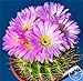 foto Pinkdose Grande promozione! Semillas de Flores 100 pc/Lotto Succulente Pietra Grezza Cactus Bonsai Gambi Tetragonia Fiori in Vaso carnoso, IKAO3W 2024-2023