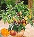 foto 100 mini semi di melone dolce melone albero non GMO-biologica di frutta e semi di ortaggi per il giardino di casa fai da te 2024-2023