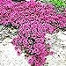foto Ncient 100 Semi Sementi di Rose Rampicanti Parthenocissus Rock Cress Piante Decorazione Semi Fiori Rari Profumati per Orto Giardino Balcone Interni ed Esterni 2024-2023