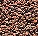 foto Shoopy Star 100 - Semi: Daikon (Giant) ravanello Seeds - Dolce e Molto Croccante! Grande per Germogli Gustoso Troppo! 2024-2023