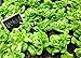 foto Nuove varietà nutriente gigante cinese sementi di scalogni 100PCS giardino gigante cipolla semi di semi di ortaggi verdura 2024-2023