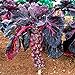 foto Pinkdose Viola semi di ortaggi semi di cavolo di Bruxelles germogli di cavolo mini mille teste per la casa pianta da giardino - 200pcs / lot 2024-2023