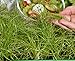 foto Microgreens - Cipolla invernale - foglie giovani dal gusto eccezionale - semi 2024-2023