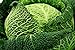 foto Savoy semi di cavolo - Brassica oleracea var. Sabauda 2024-2023