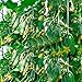 foto semi di cetriolo 100 japan mini cetrioli di frutta e verdura semi per l'alimentazione in casa giardino Cucumis sativus Linn 2024-2023