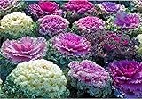 foto: acquista Semi di fiore raro cavolo ornamentale Mix da agricoltura biologica on-line, miglior prezzo EUR 7,00 nuovo 2024-2023 bestseller, recensione