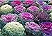 foto Semi di fiore raro cavolo ornamentale Mix da agricoltura biologica 2024-2023