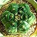 foto Pinkdose 100pcs Rare Piante Bonsai Mix Lithops 24 Tipi di Cactus Piante Bonsai Garden Organic Succulente Bonsai Balcone Fiore Che piantano 2024-2023